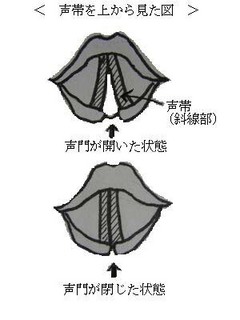 声帯.jpg